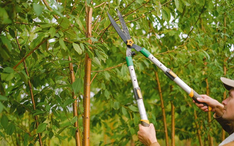 Tree trimming in Council Bluffs, IA